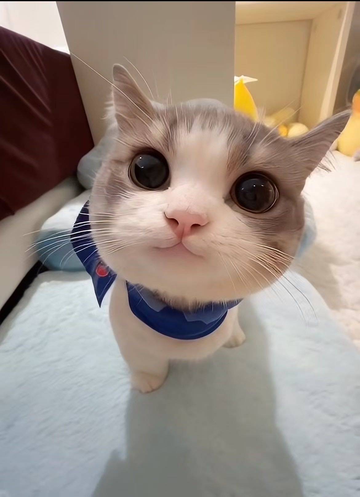团子