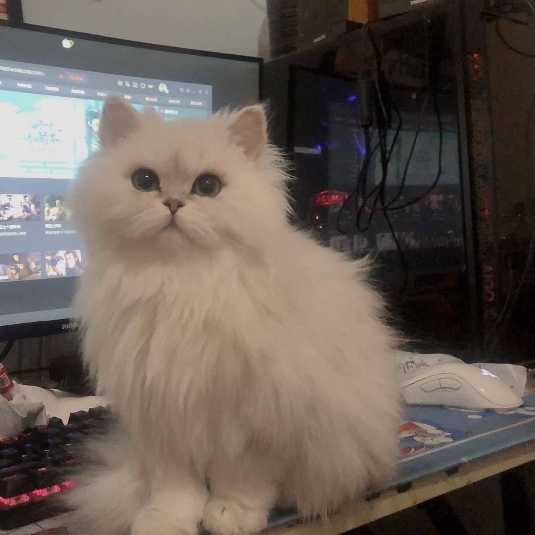 Fay
