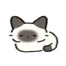 猫猫发财