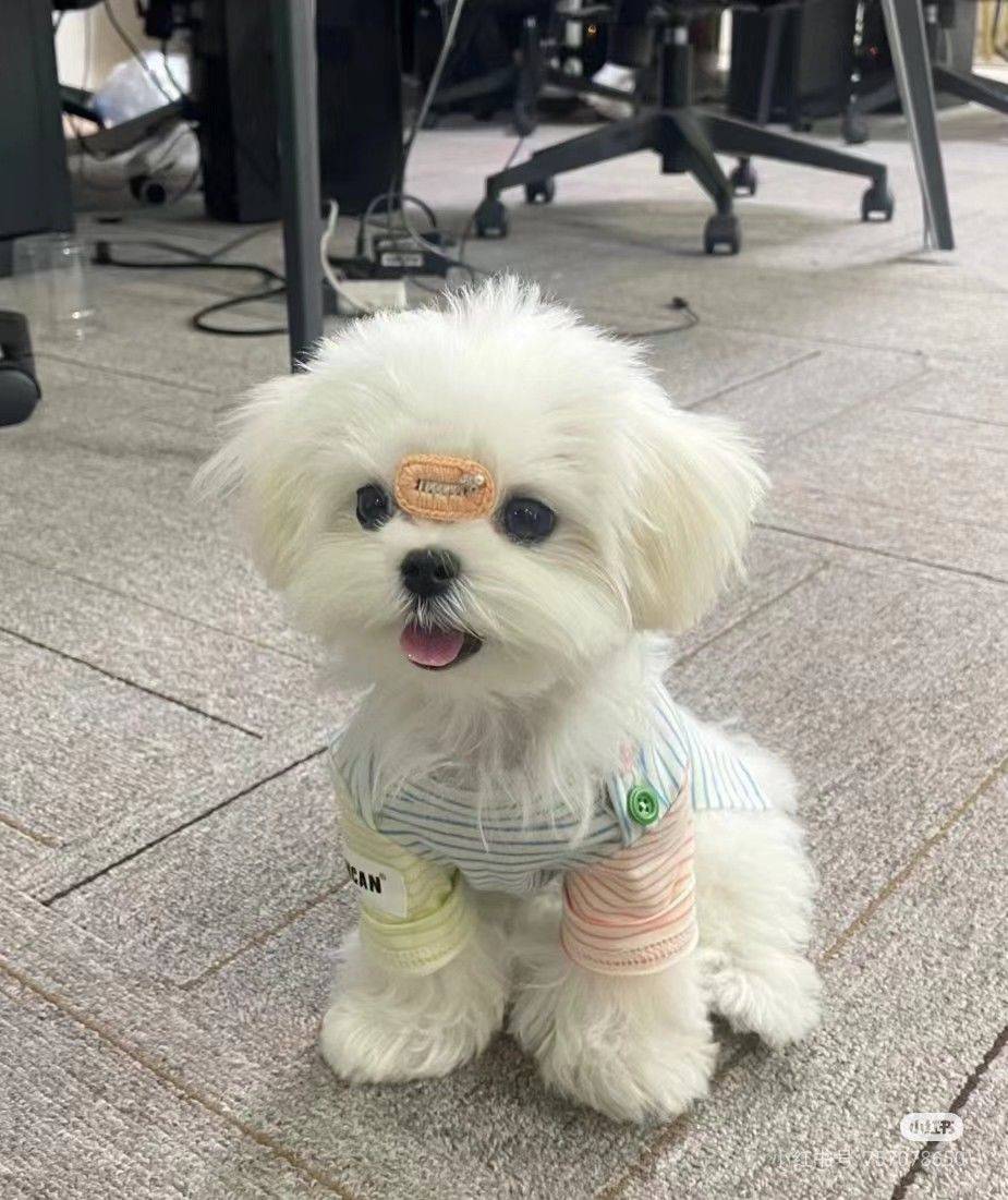 Fancy