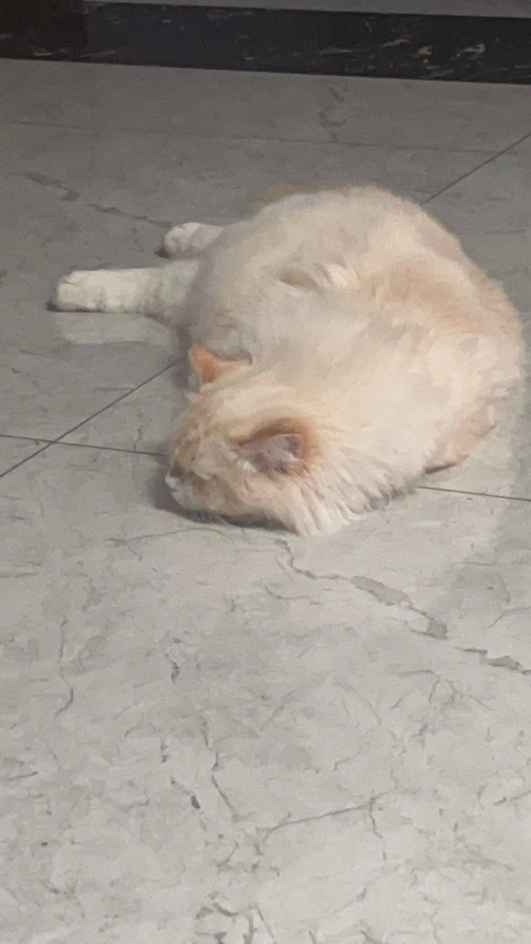 新橙