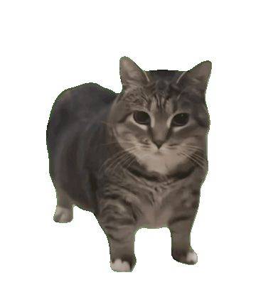孜然生长灬