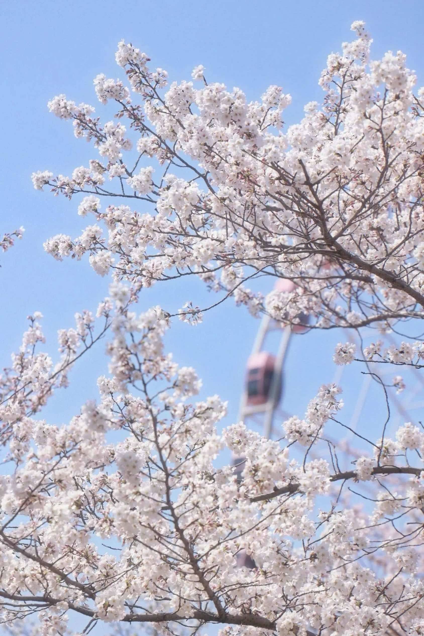 一棵开花的树