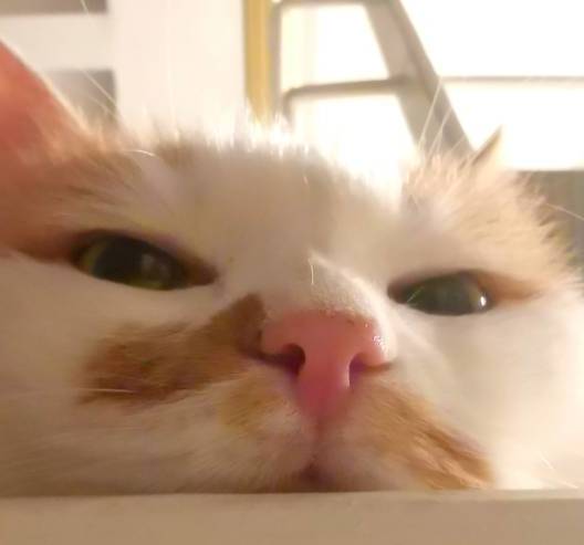 烹然心动