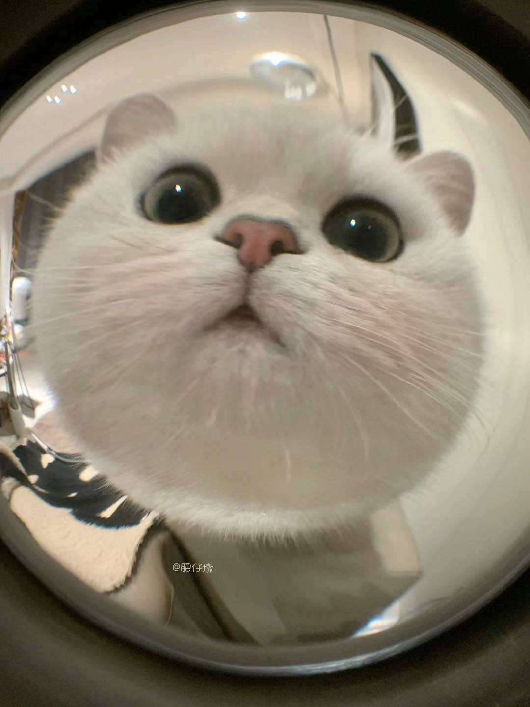青柳