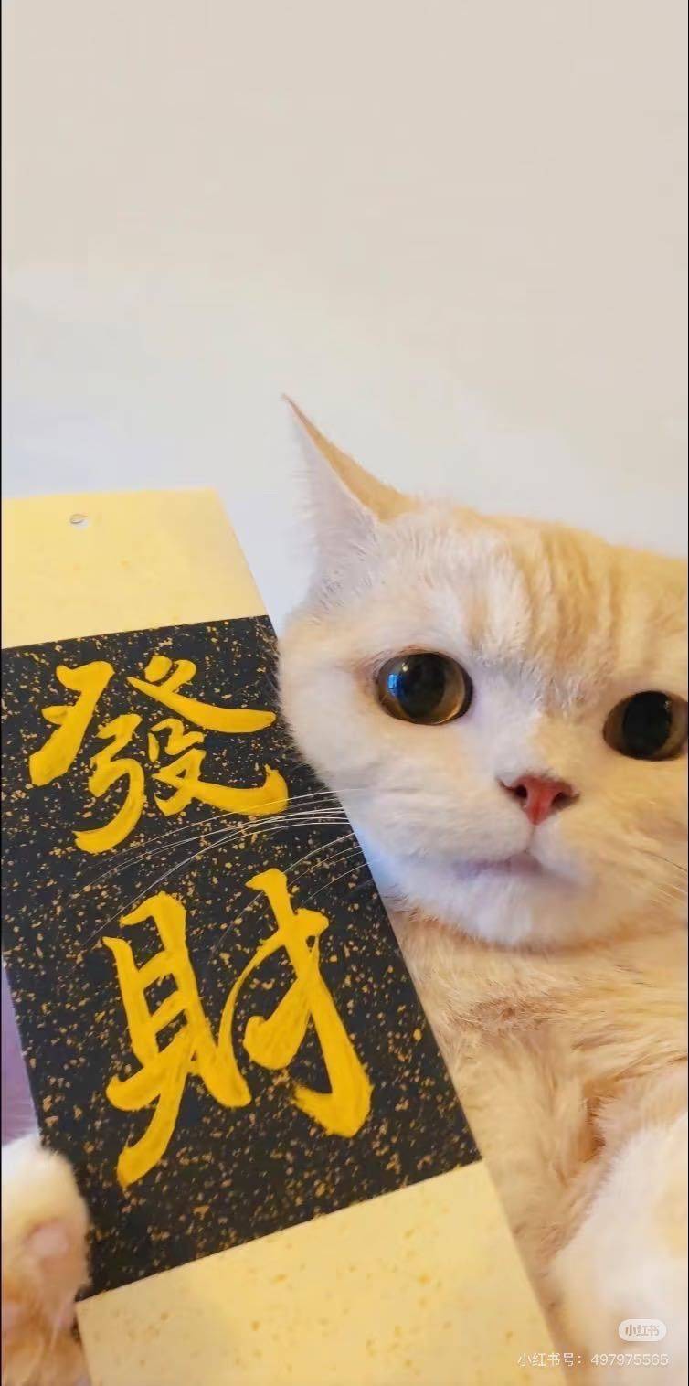 小圆圆酱