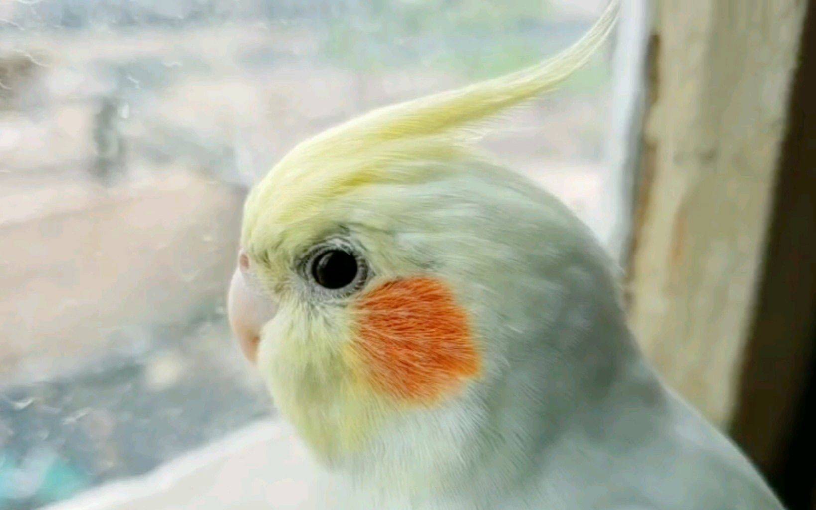 kikilalla