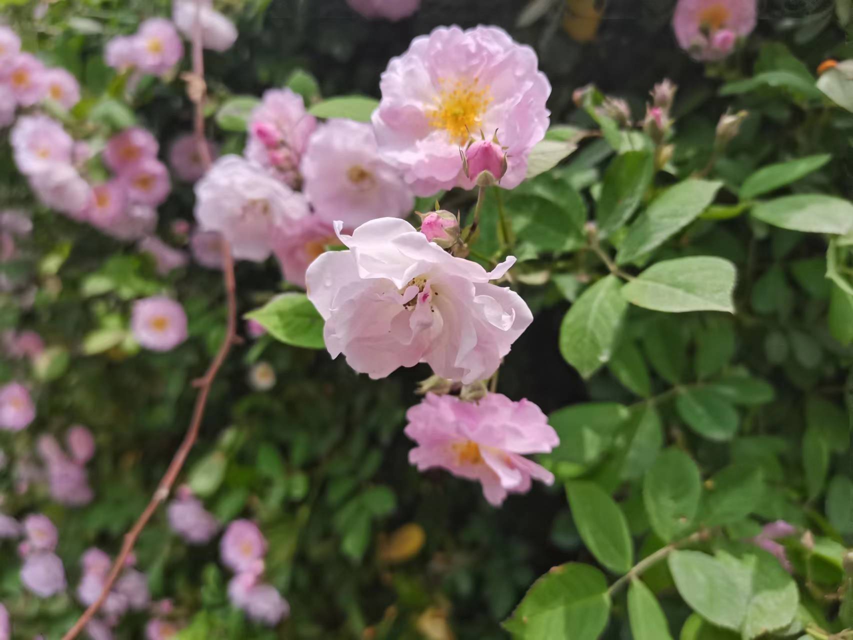 花花