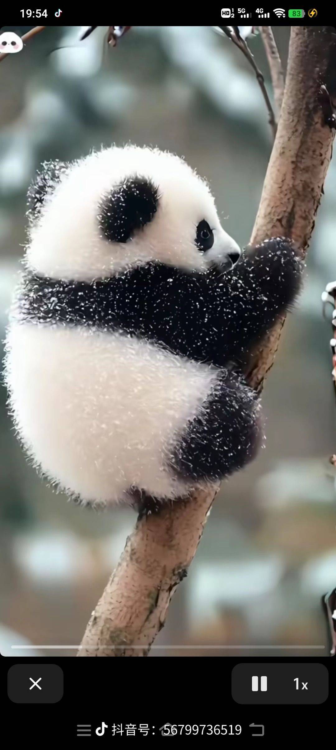 葵