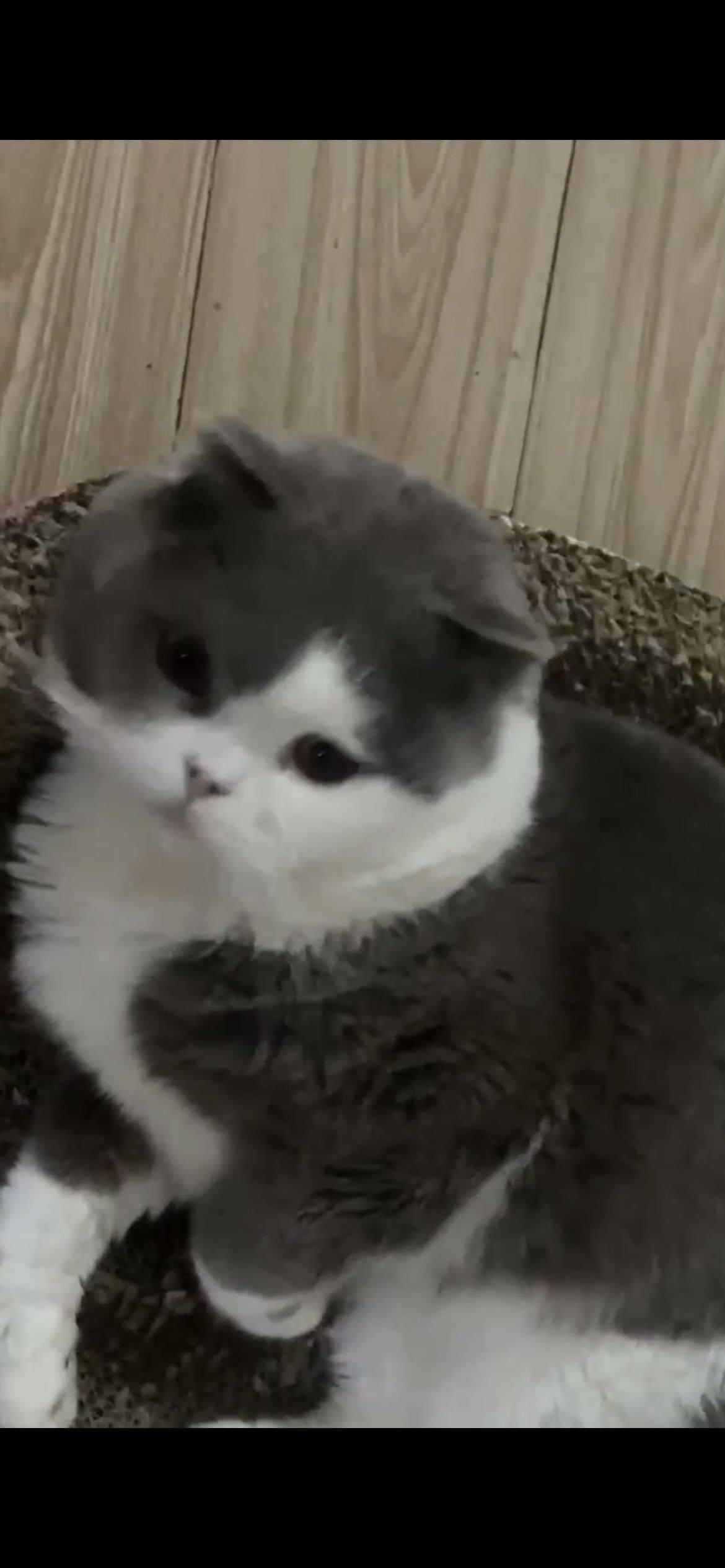 烟烟罗