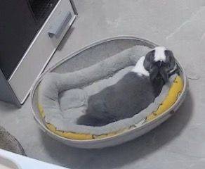 鱼块猫猫饼🐟