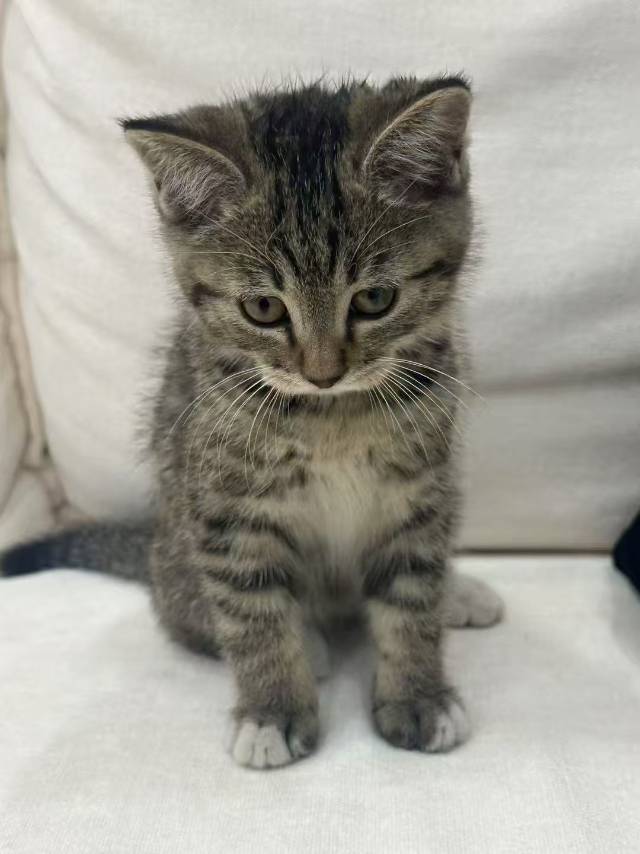 大脸猫大脸猫爱吃鱼