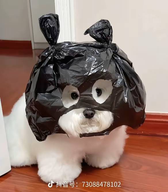 圆圆小福星