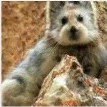  PikA