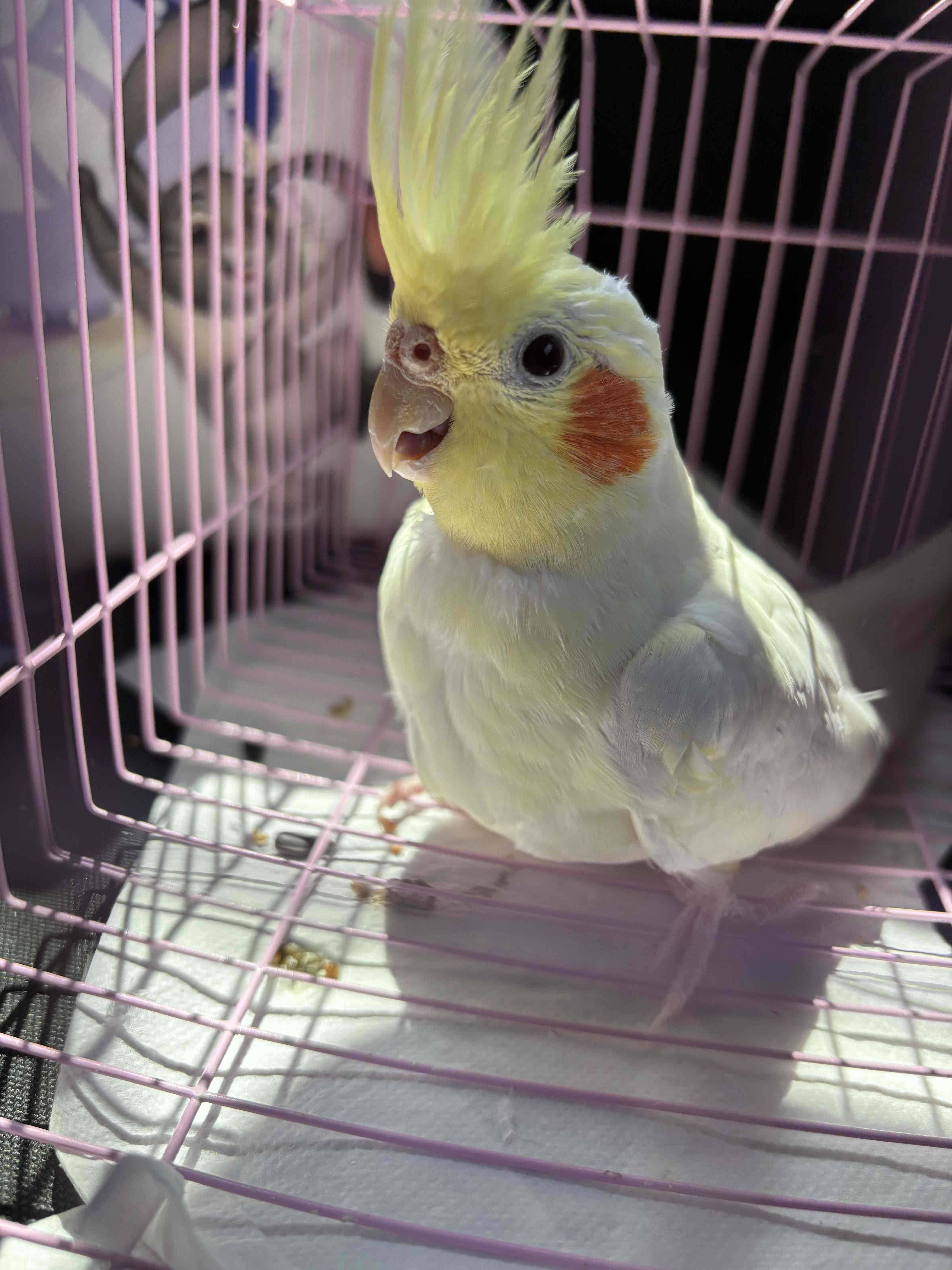 鸠觅