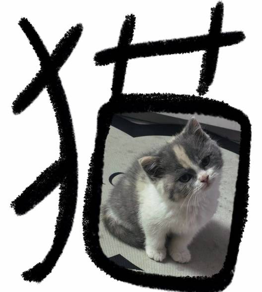胖熊饼干