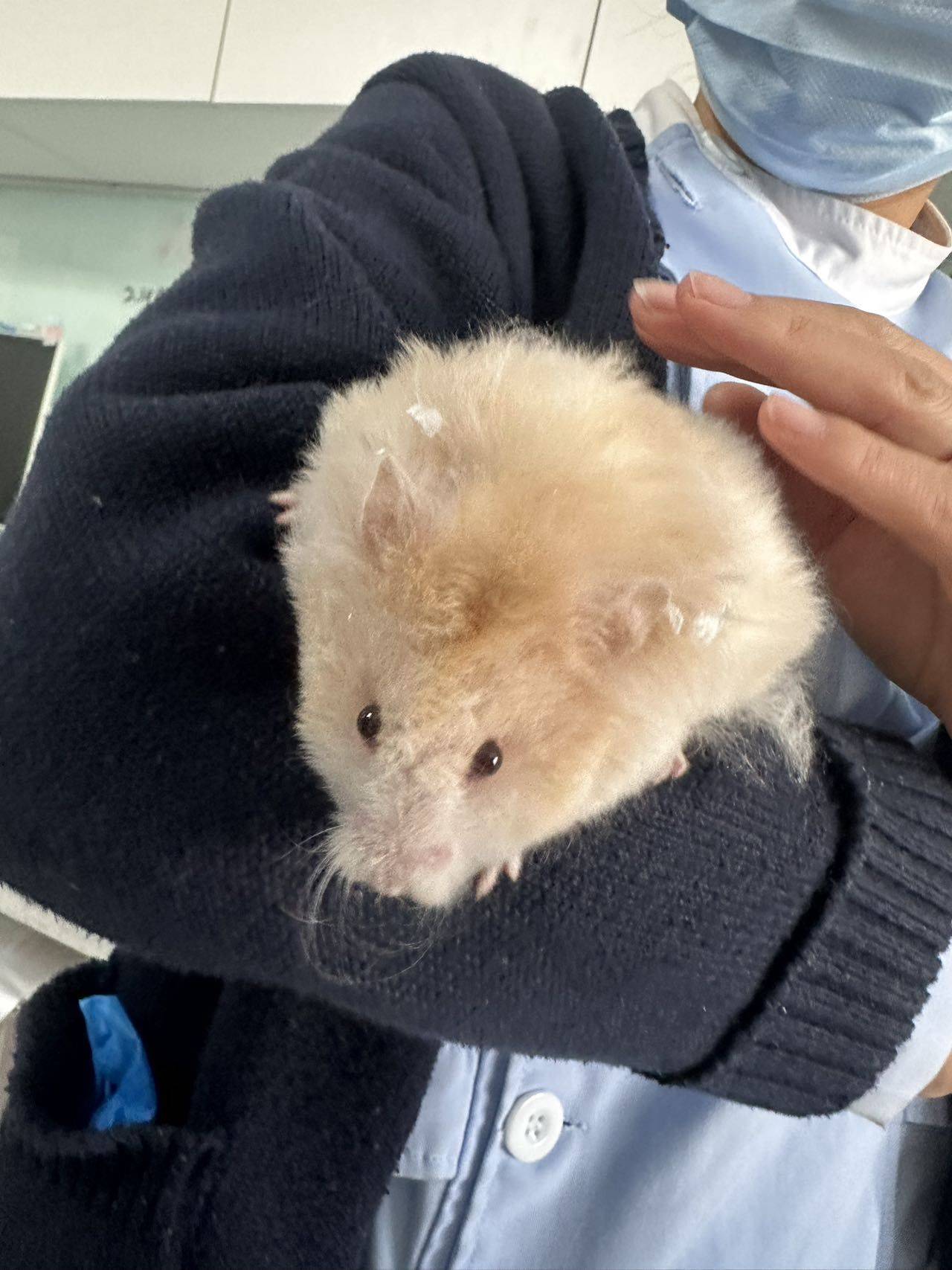 牛牛