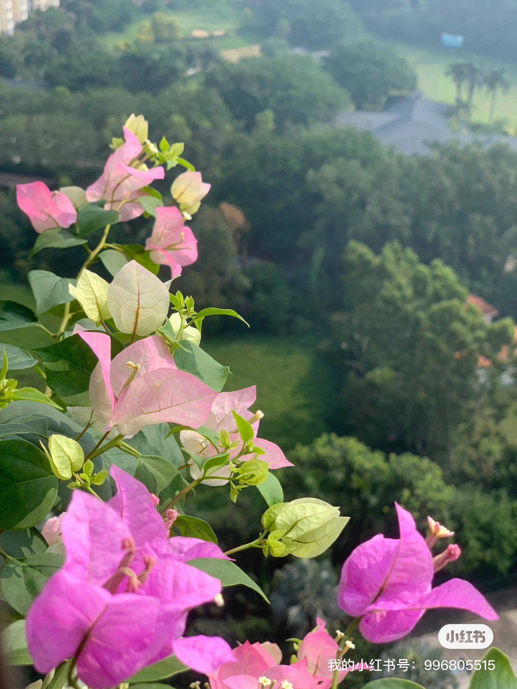 Guangzhou-Tianhe-Shared Apartment,Seeking Flatmate,Long Term,Pet Friendly