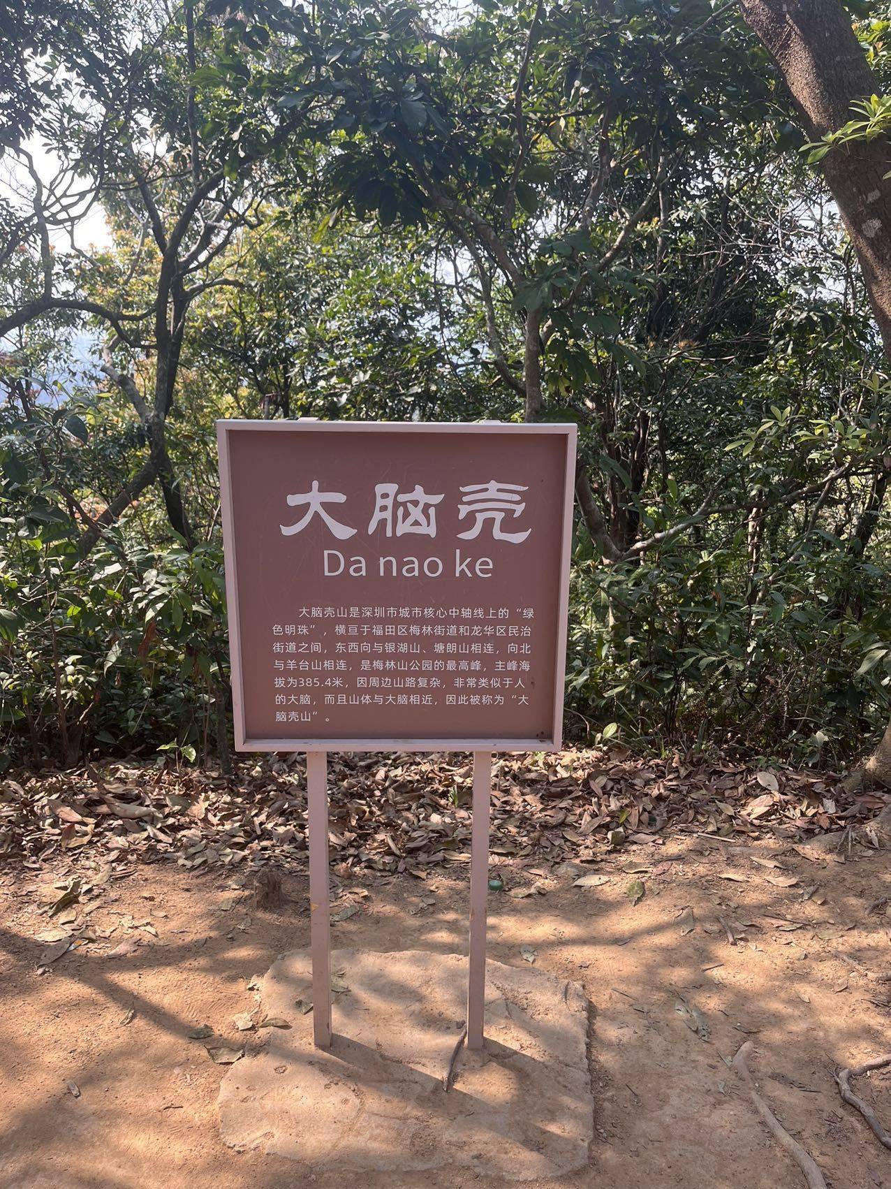 大脑壳