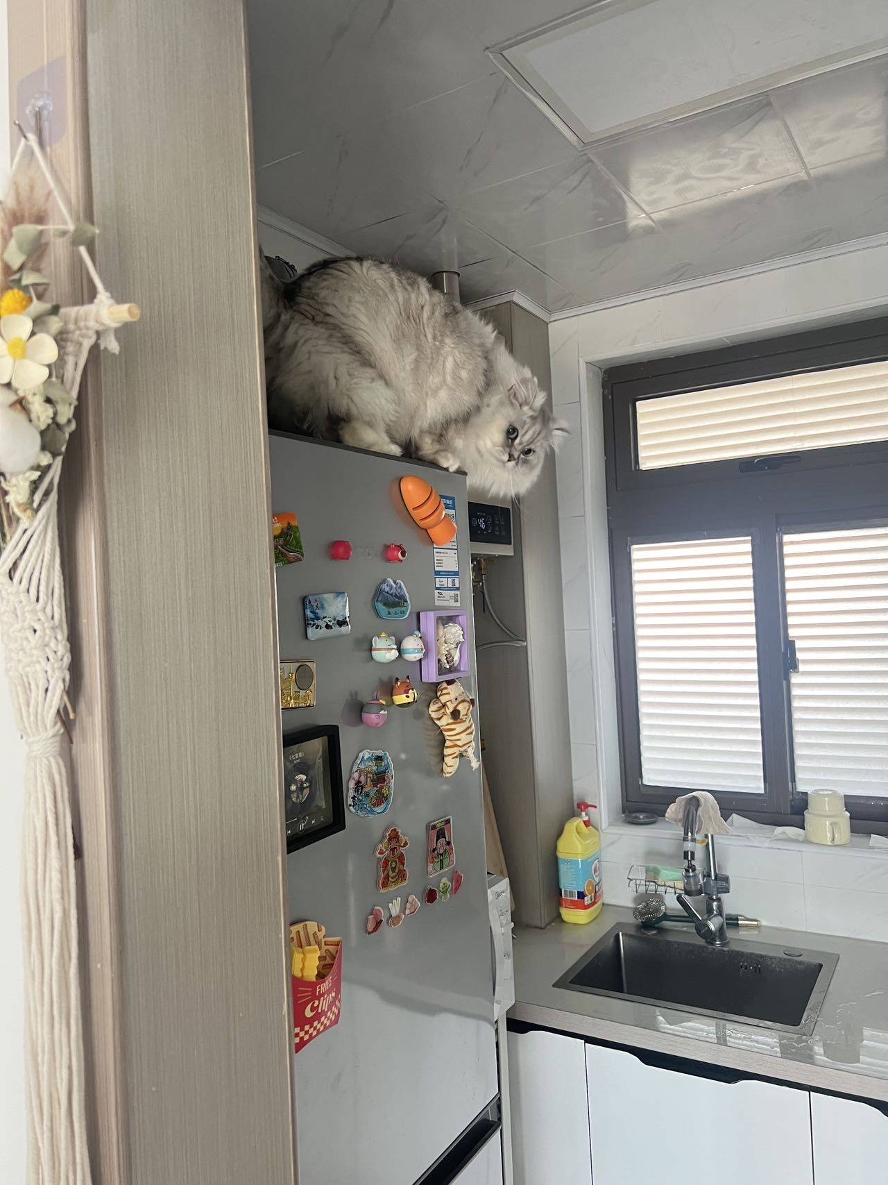 Shanghai-Jiading-Cozy Home,Clean&Comfy,No Gender Limit,Pet Friendly