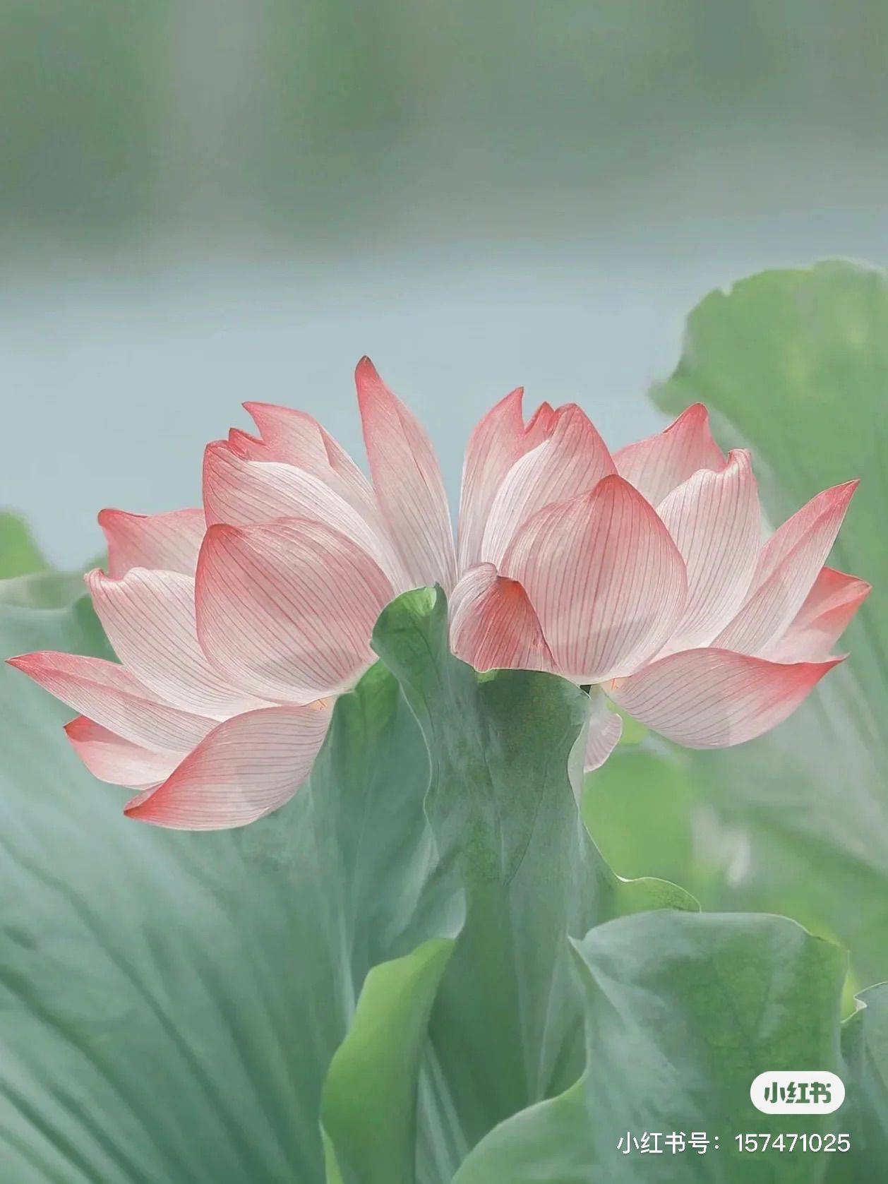 瑞景