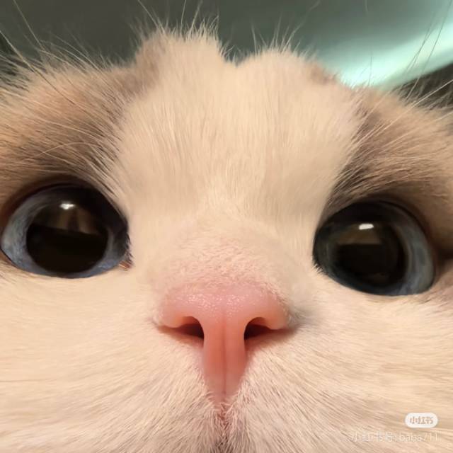 爱吃干脆面