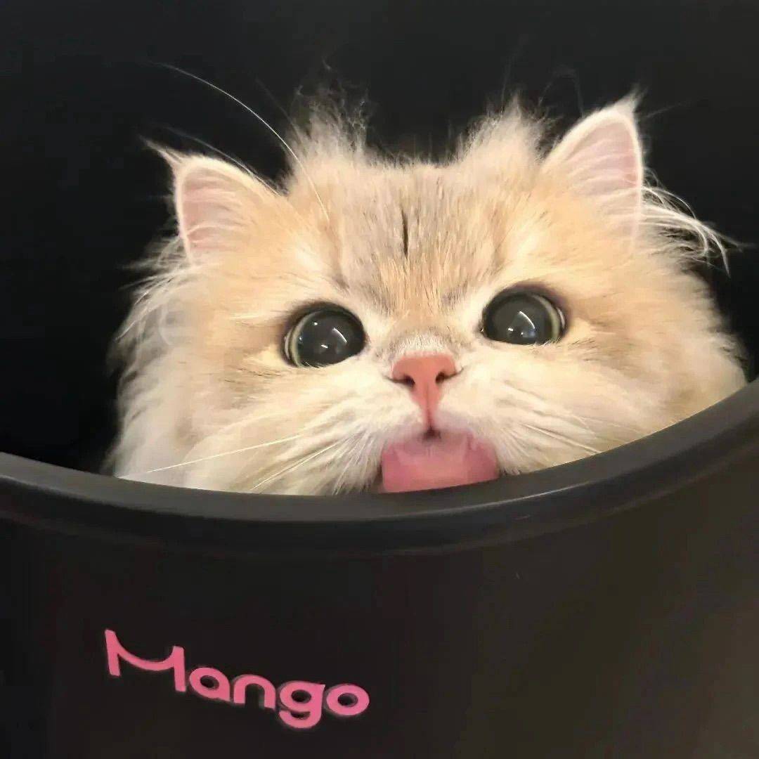 小咪