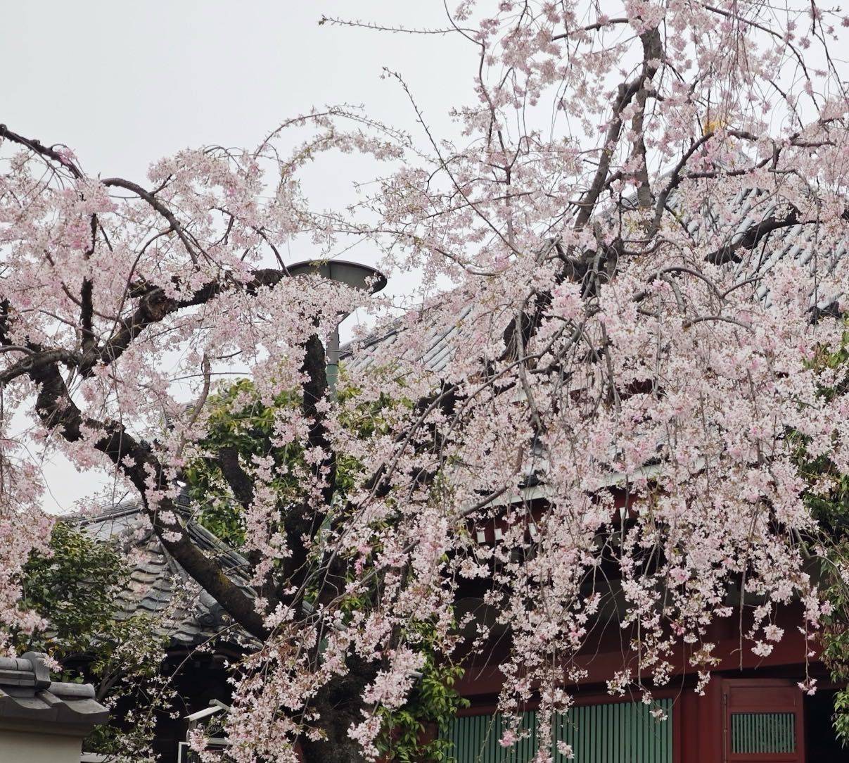 橡木苔