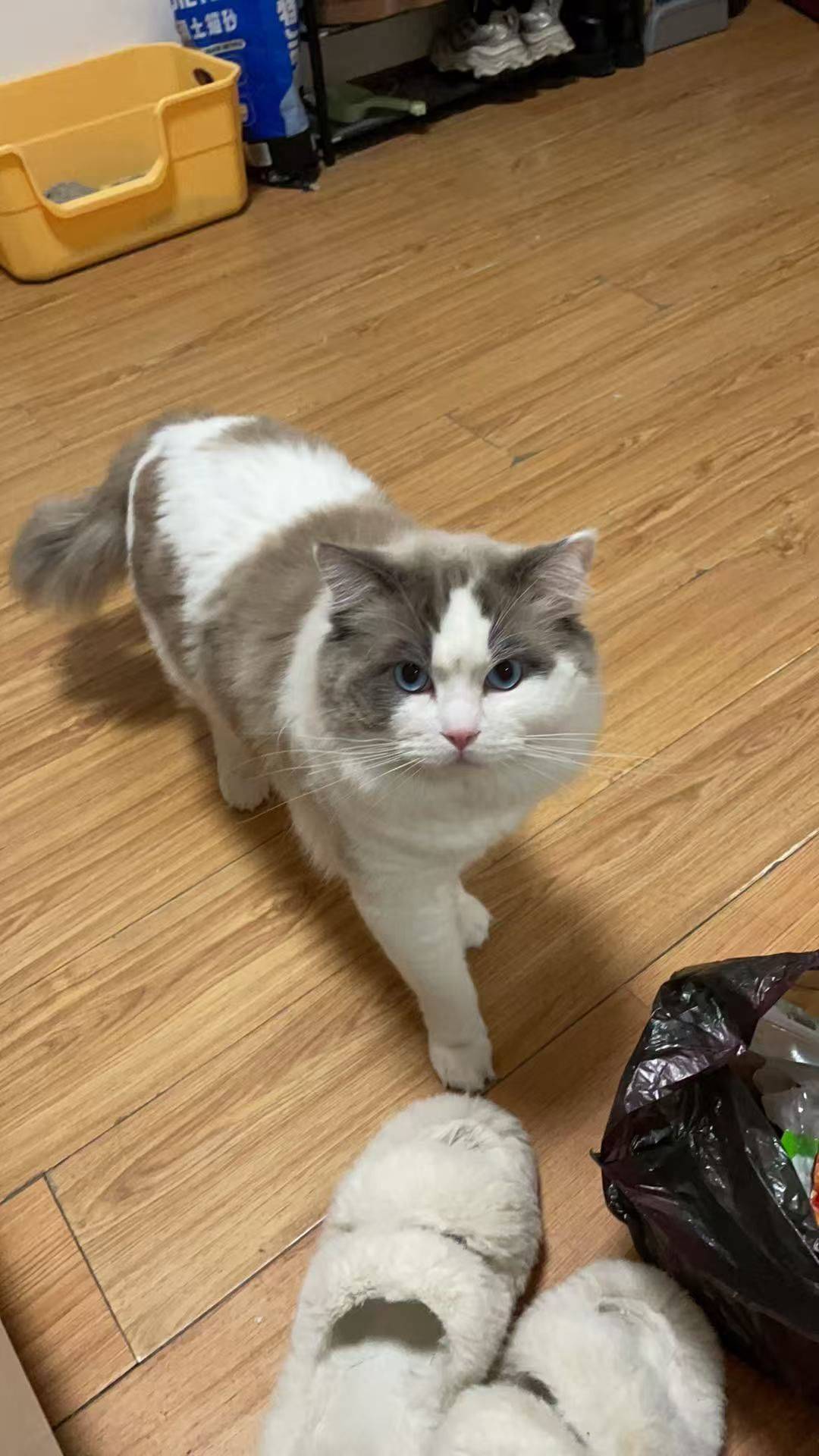 美