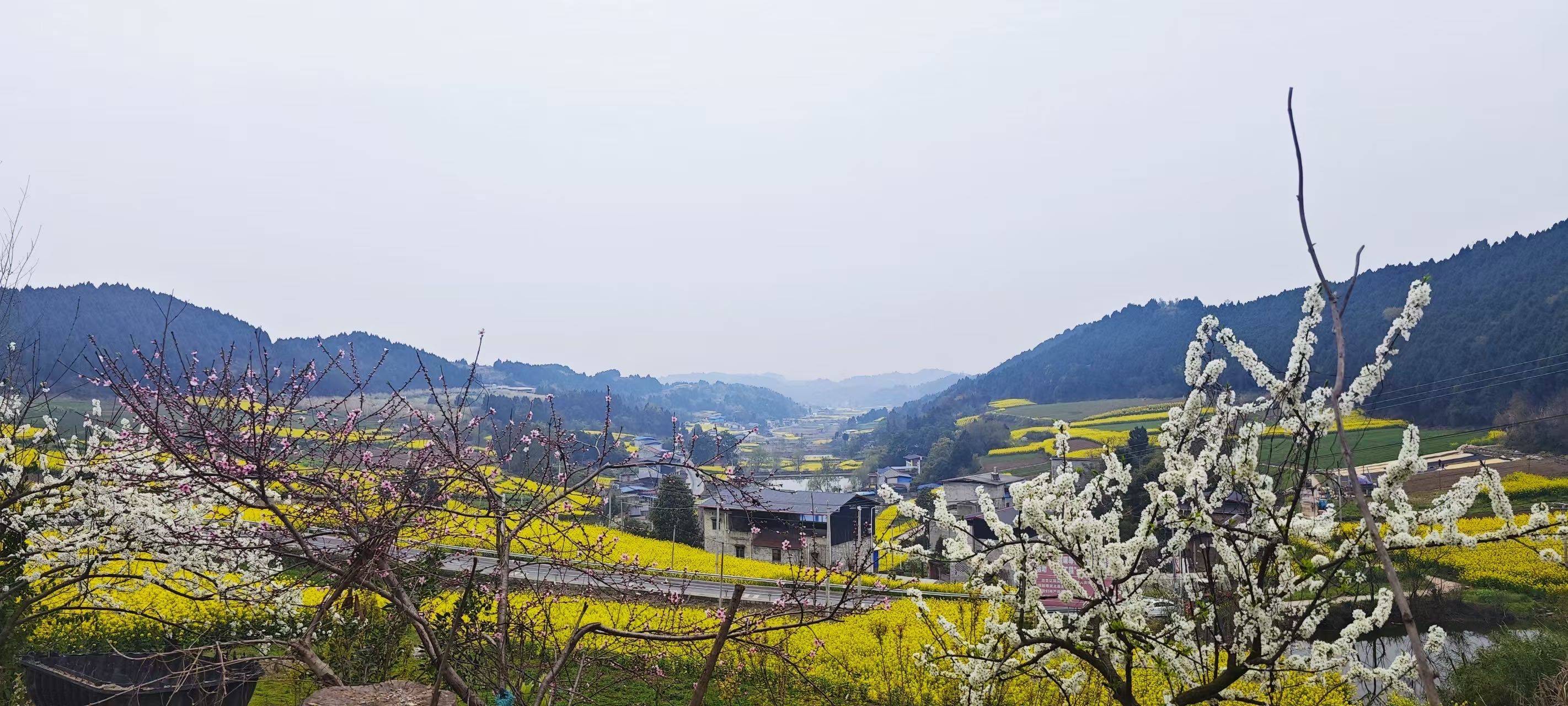 苹果