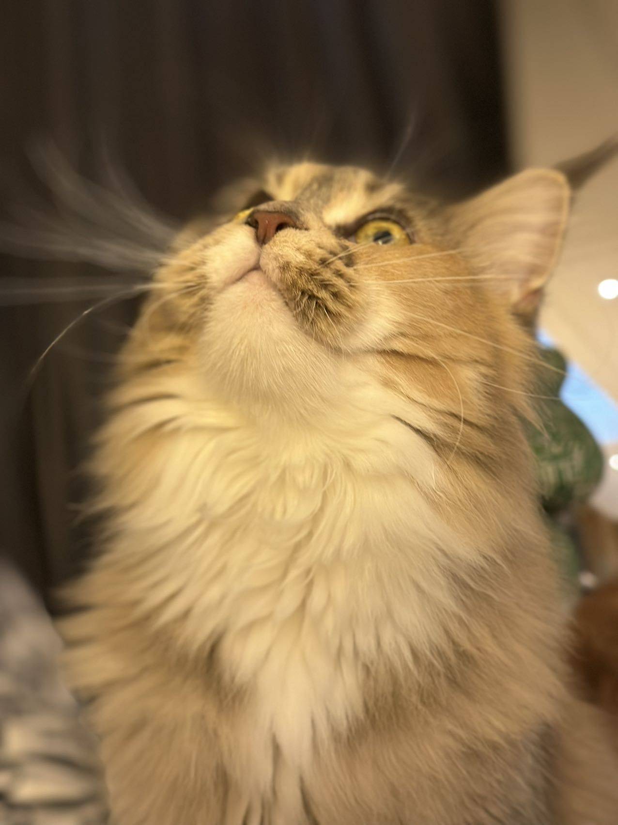 妮妮🎀