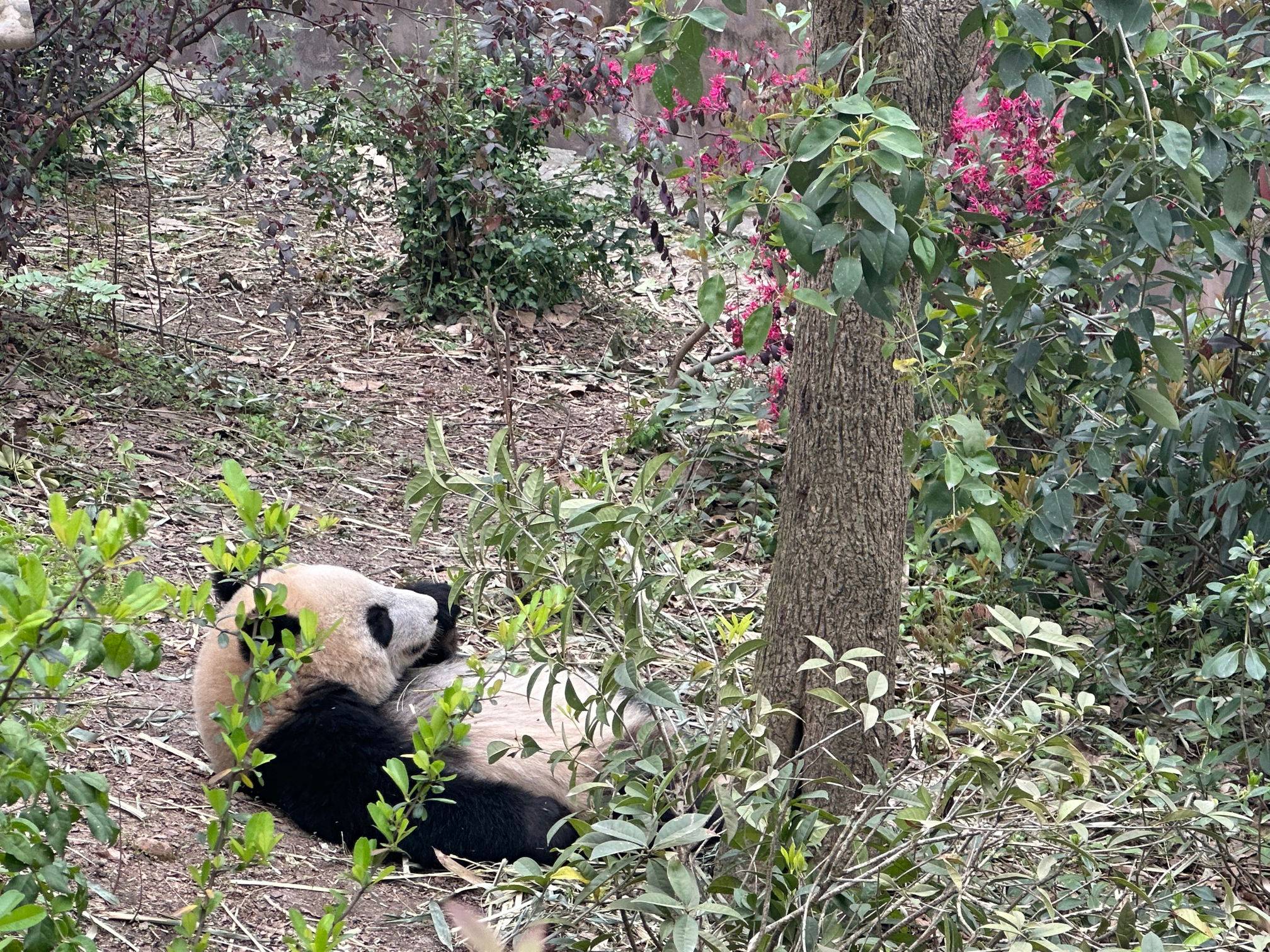 小腰精