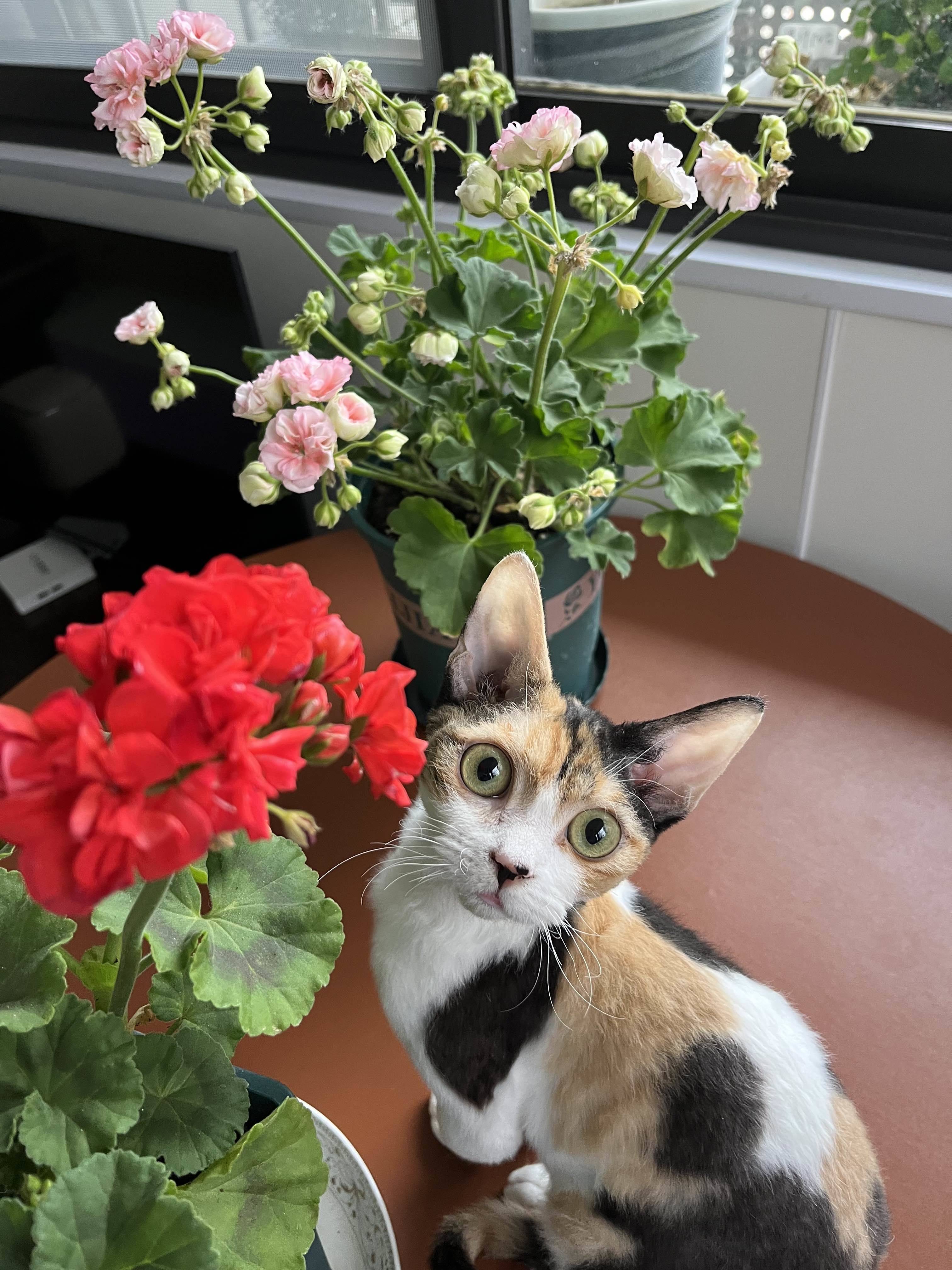 瑞香荷