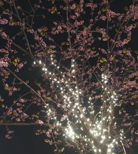 春山如黛草如烟