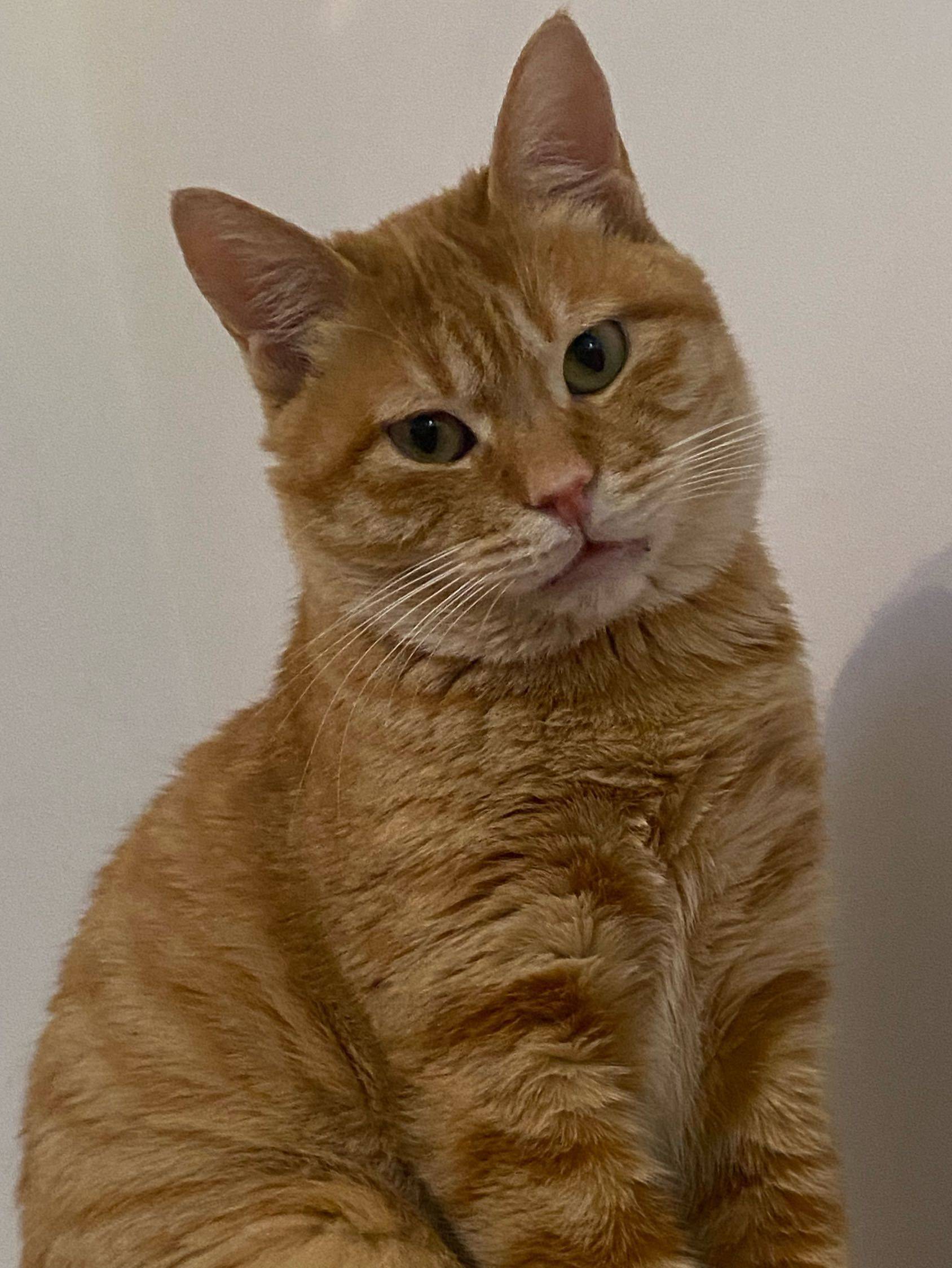大黄猫