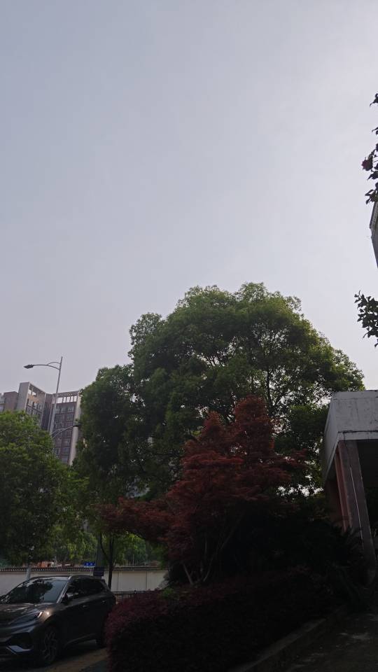 小小向日葵
