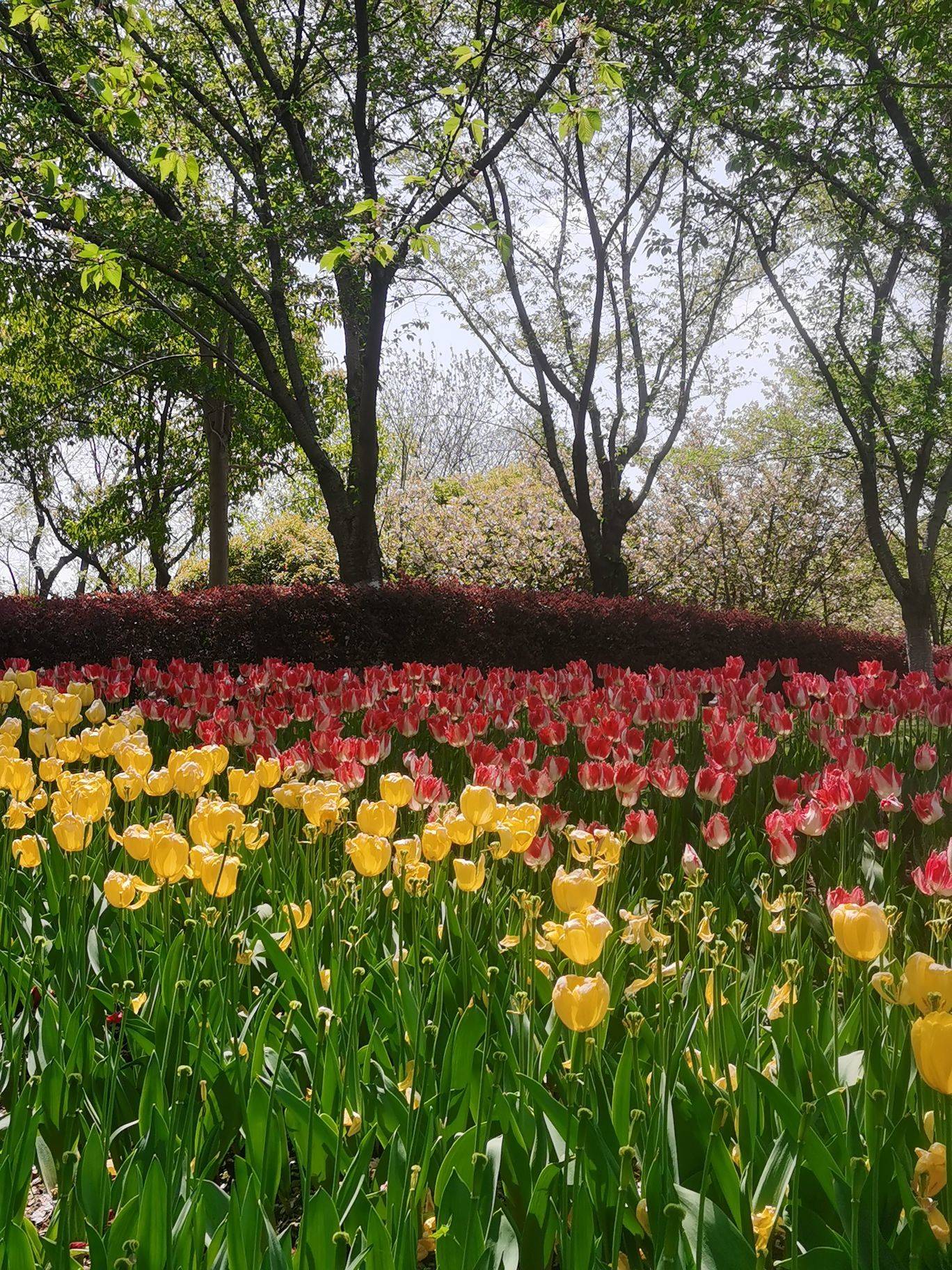 一把雏菊
