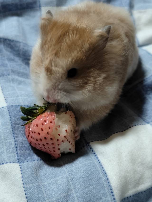 (●—●)