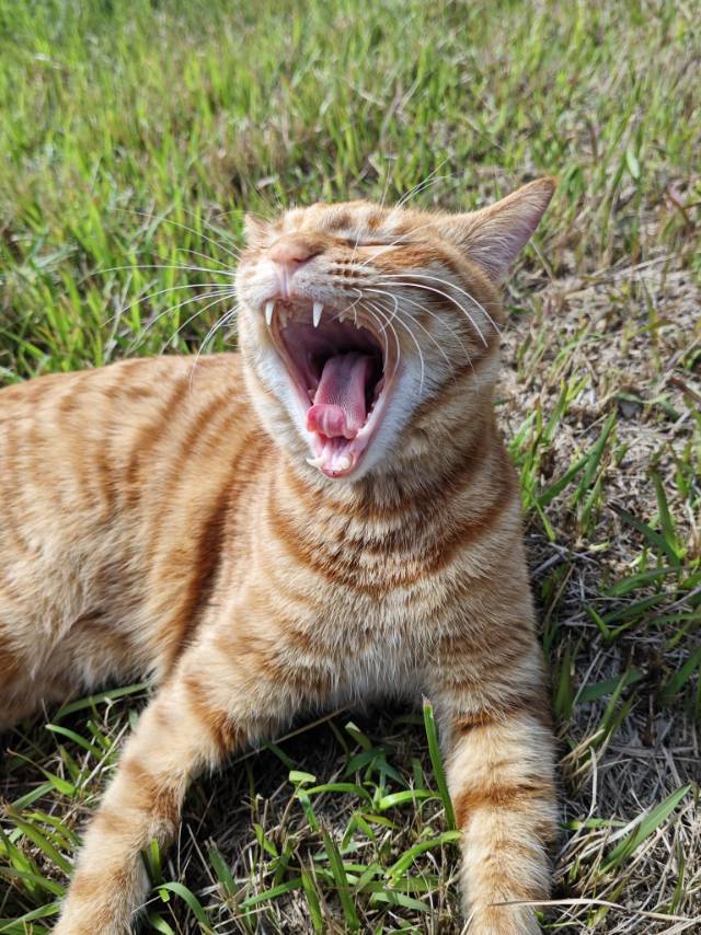 板板