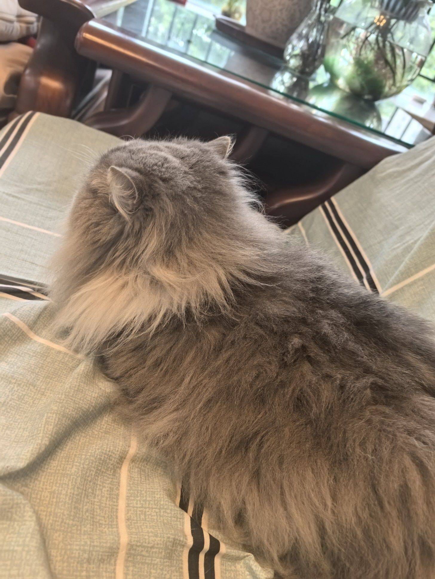 小黄鸭