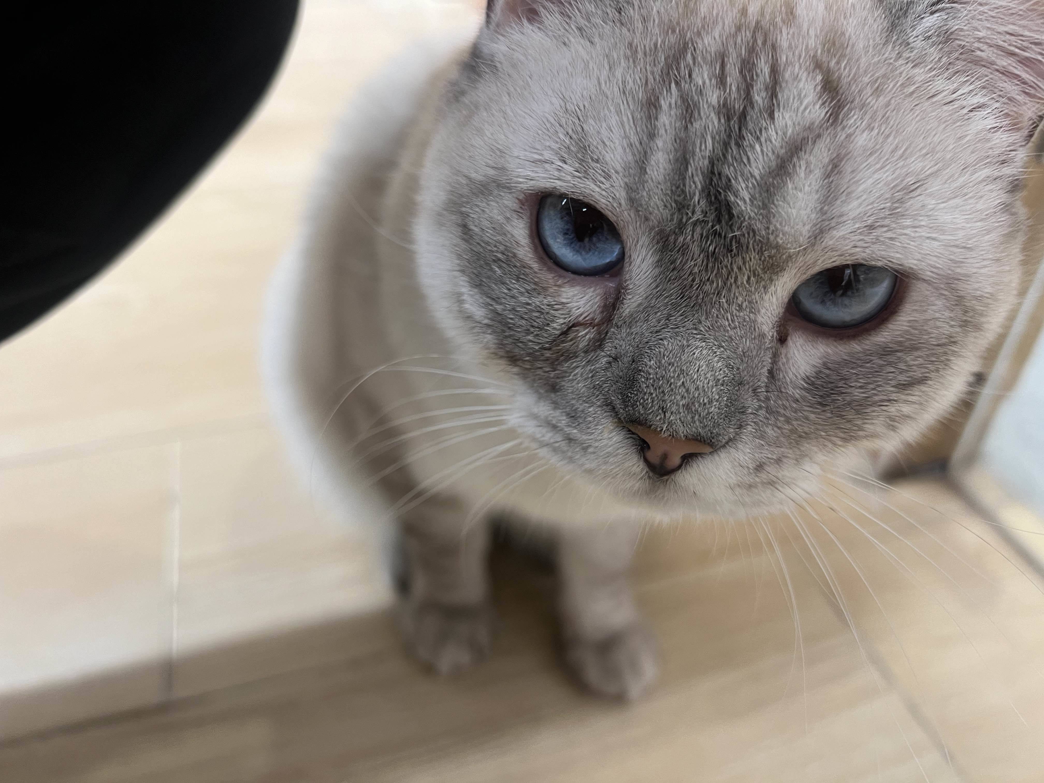 bb