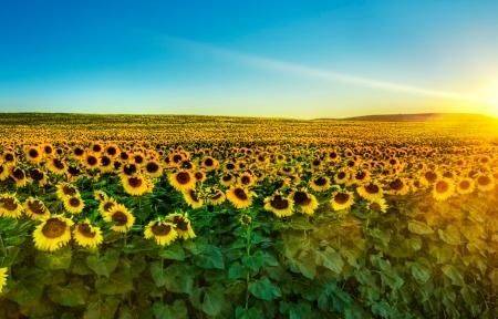 aa