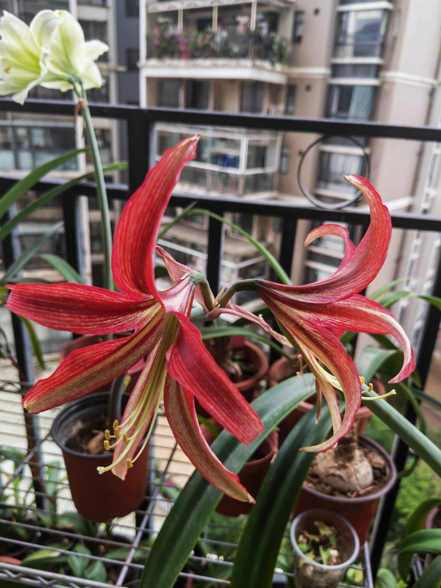 罗克