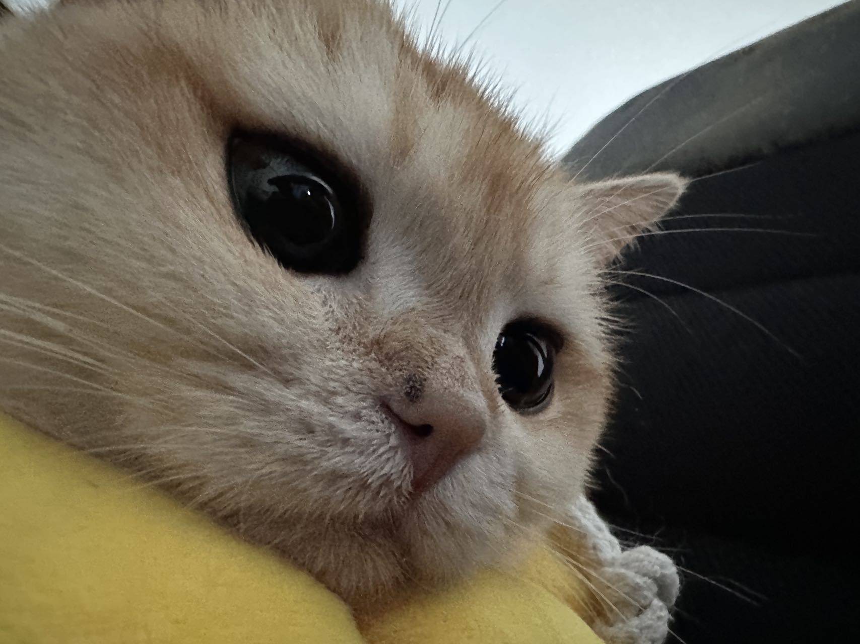 美金