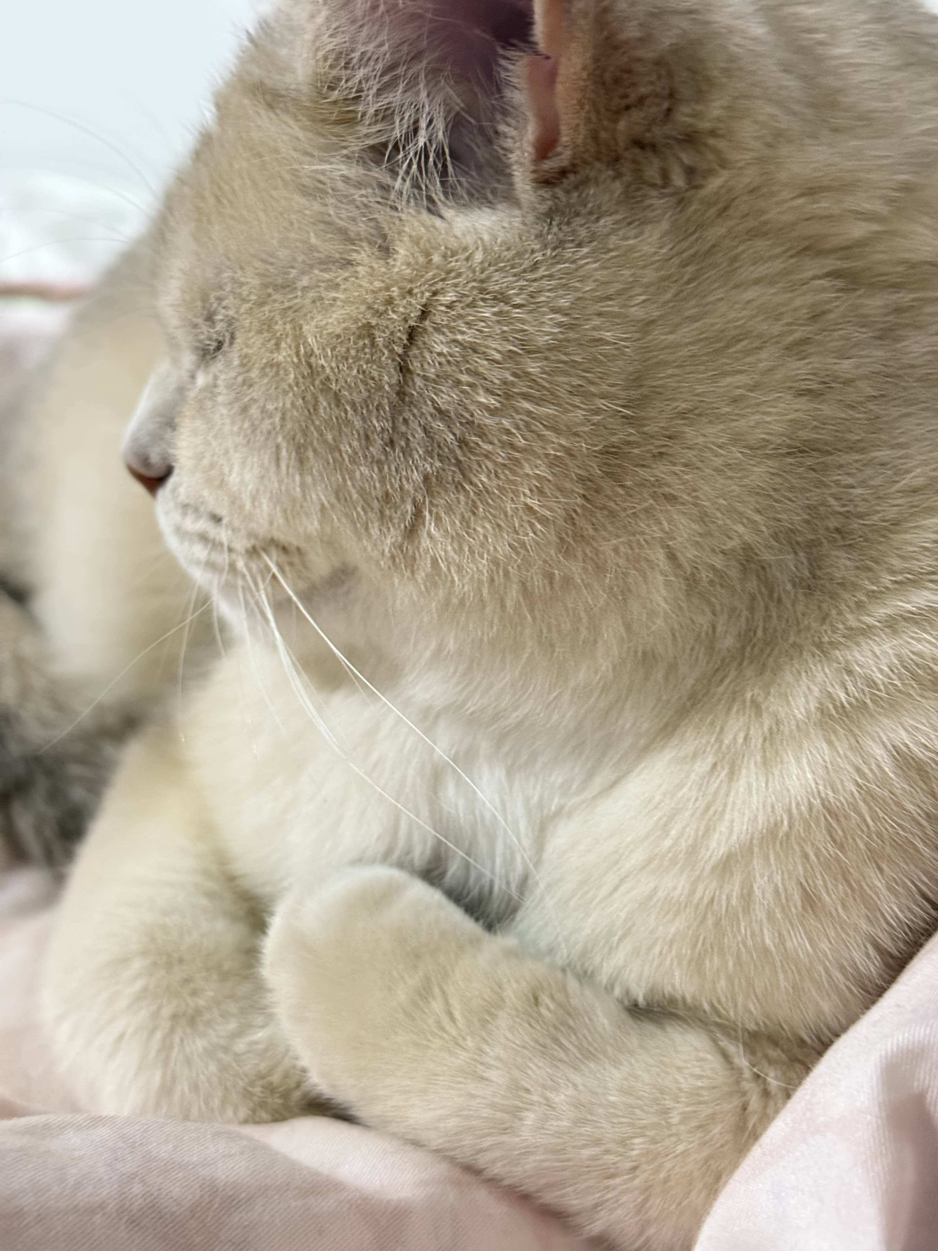 小土豆