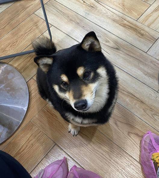 小柴犬