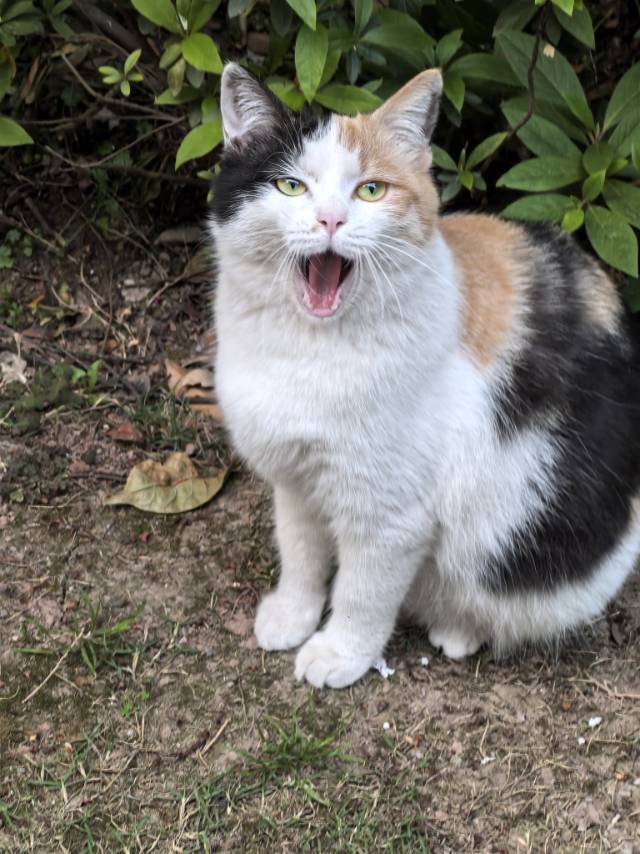 J