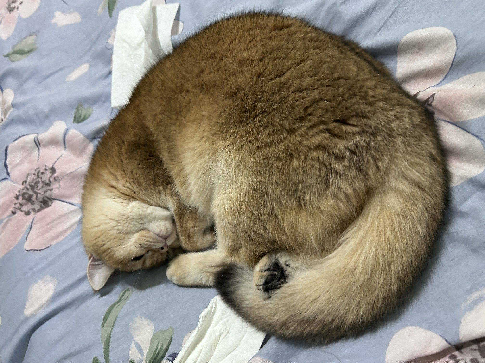 玉米