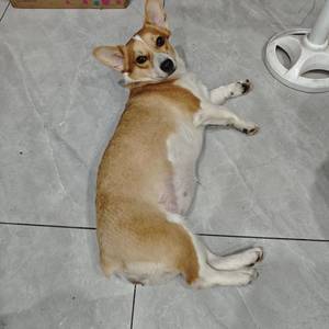 哈哈
