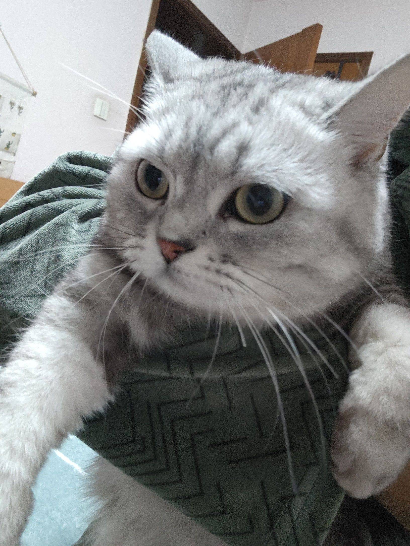 愚梦